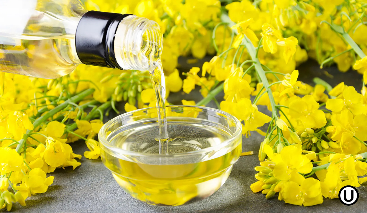 Canola Oil (Linoleic/High Oleic)